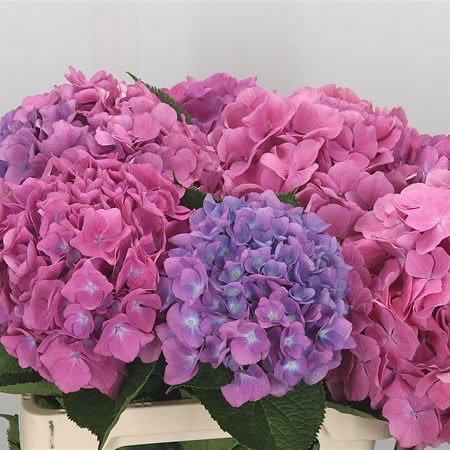 Hydrangea Diamond Pink