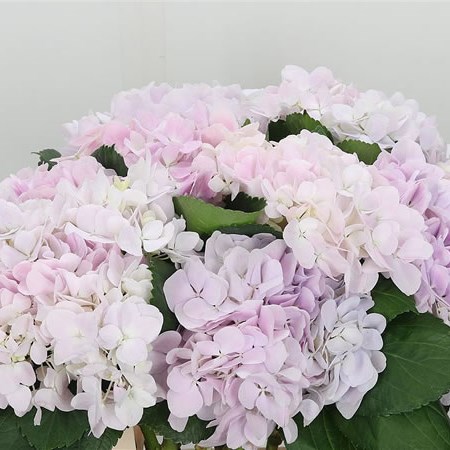 Hydrangea Dream