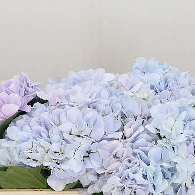 Hydrangea Dream Blue/Pink