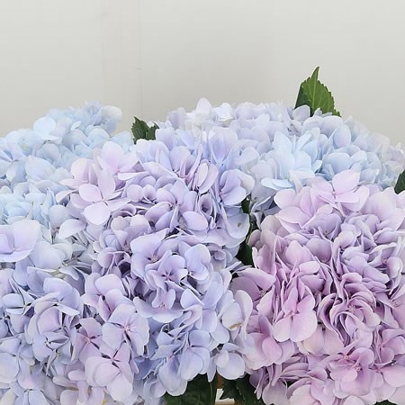 Hydrangea Dream Blue/Pink
