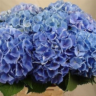 Hydrangea elbtal Blue