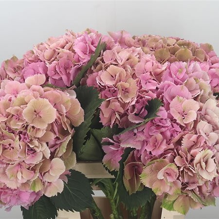 Hydrangea Elbtal Classic Pink