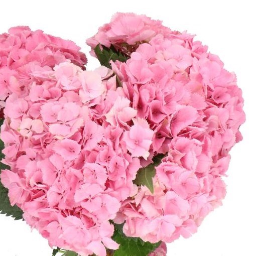 Hydrangea Elbtal Pink