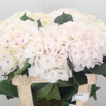 Hydrangea Emerald Pale Pink