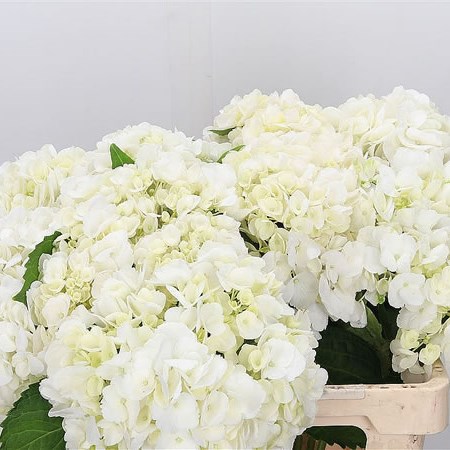 Hydrangea Eskimo