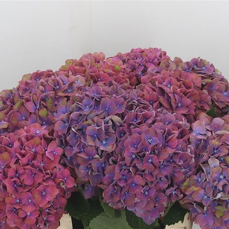 Hydrangea Esperance