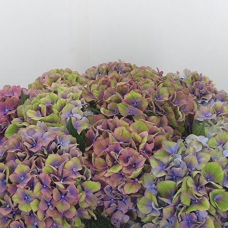 Hydrangea Esperance