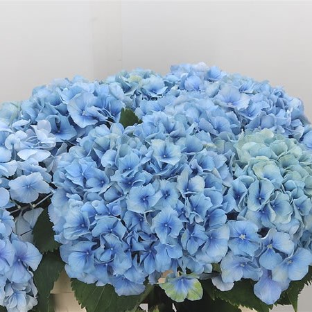 Hydrangea Exciting