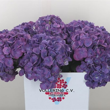 Hydrangea Fabulous Devine