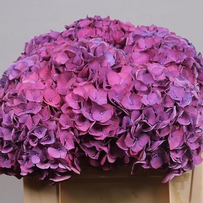 Hydrangea Fabulous Devine