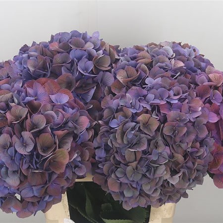 Hydrangea Fabulous Devine Classic