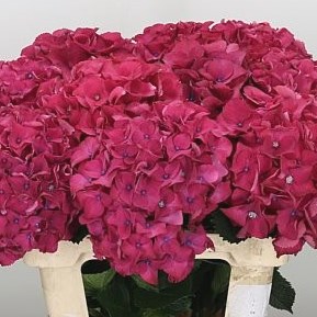 Hydrangea Fabulous Infinity Red