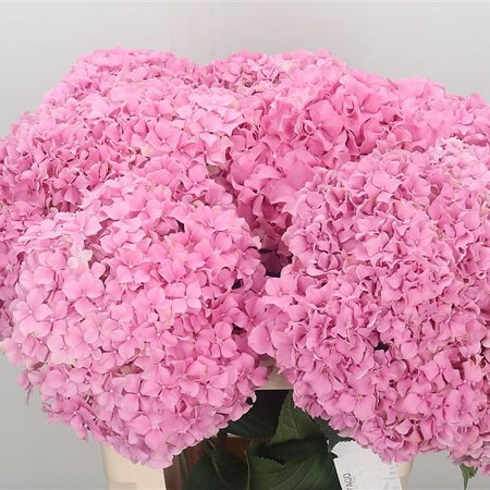 Hydrangea Fabulous Pink Lagoon