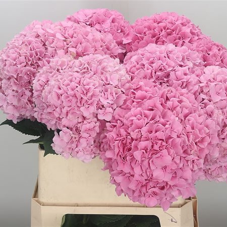 Hydrangea Fabulous Pink Lagoon