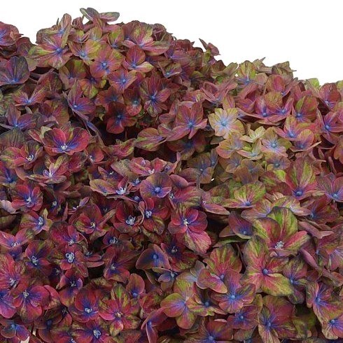 Hydrangea Festival