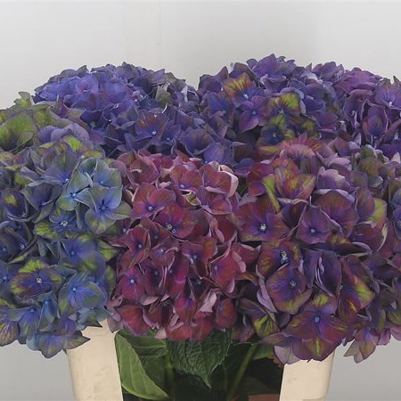 Hydrangea Galaxy