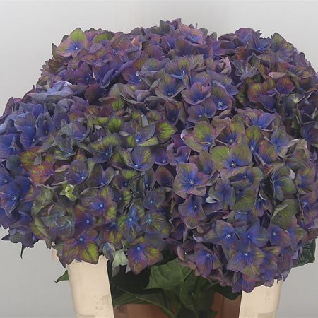 Hydrangea Galaxy