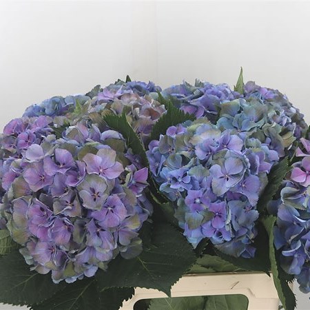 Hydrangea Gemini Blue Classic