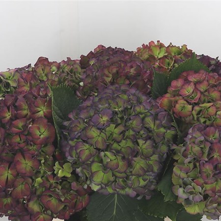 Hydrangea Gemini Green Classic