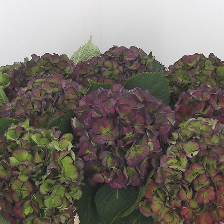 Hydrangea Gemini Green Classic