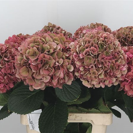 Hydrangea Glowing Alps Classic Pink