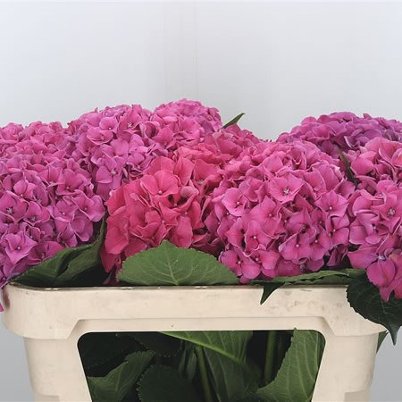 Hydrangea Glowing Alps Dark Pink