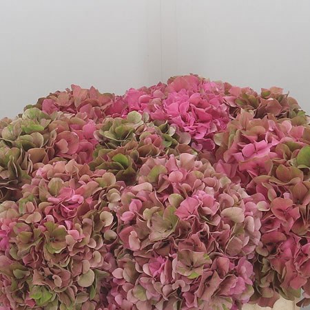Hydrangea Glowing Alps Pink Classic