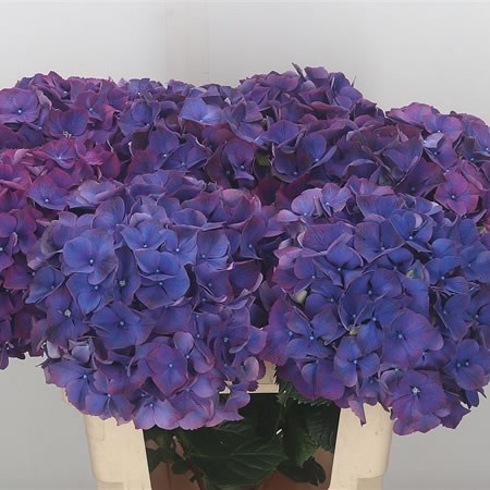 Hydrangea Glowing Alps Purple