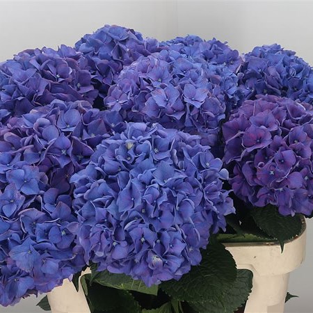 Hydrangea Glowing Alps Purple