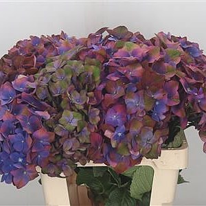 Hydrangea Green Shadow Purple