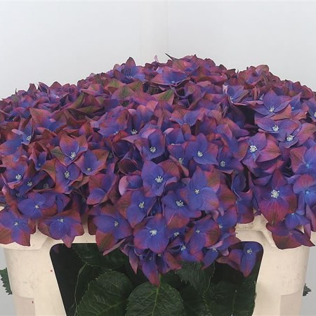 Hydrangea Green Shadow Purple