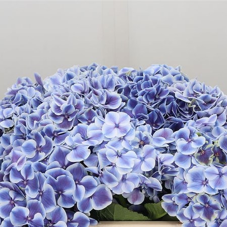 Hydrangea Harlekijn Blue