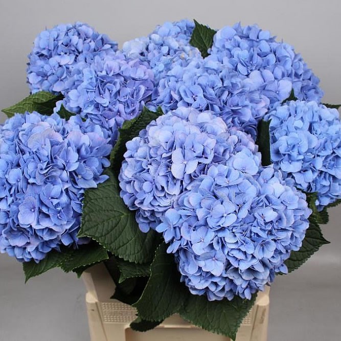 Hydrangea Hilde Moorhof