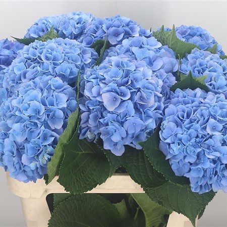 Hydrangea Hilde Moorhof