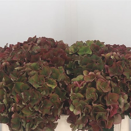 Hydrangea Hot Red Classic
