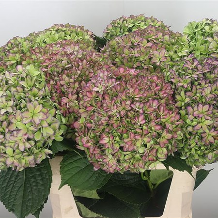Hydrangea Inspire Star-Flowered Classic