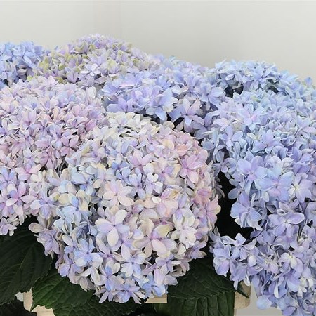 Hydrangea Inspire Star-Flowered Lilac