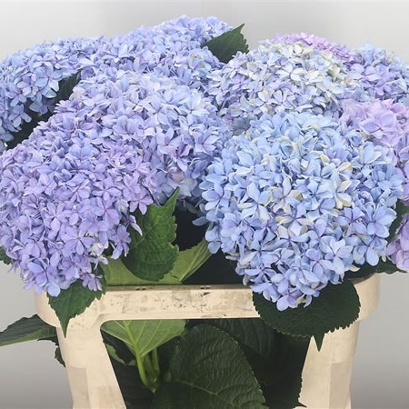 Hydrangea Inspire Star-Flowered Lilac