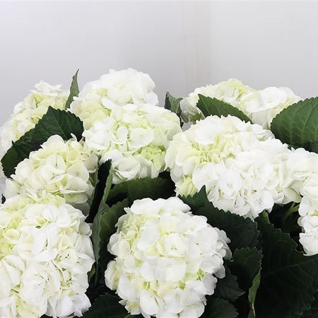 Hydrangea Ivoor