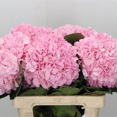 Hydrangea Laura