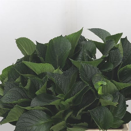 Hydrangea Leaves