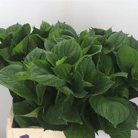 Hydrangea Leaves