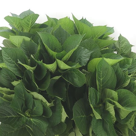 Hydrangea Leaves