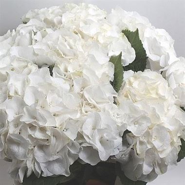 Hydrangea Liesbeth