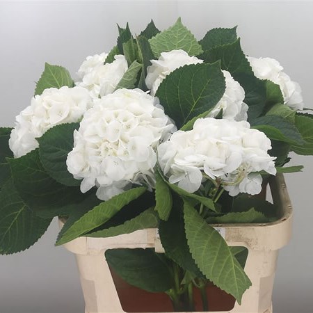 Hydrangea Liesbeth