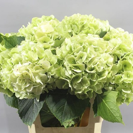 Hydrangea Liesbeth Classic