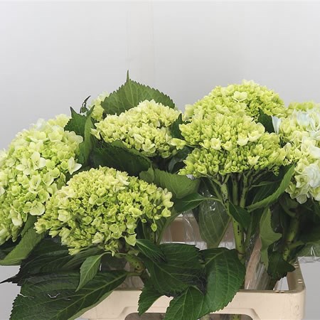 Hydrangea Lima