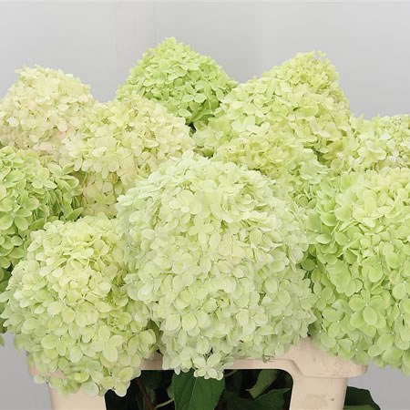 Hydrangea Limelight