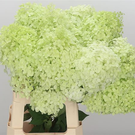 Hydrangea Limelight
