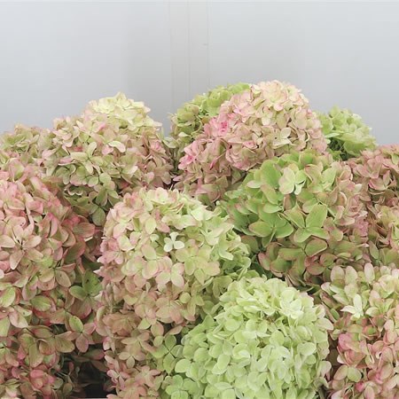 Hydrangea Limelight Classic